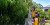 A group of students netting fruit trees at a community garden