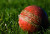 Cricket Sports results thumbnail