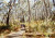 Mt Lofty trees 5