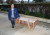 Y11 DTE framed Furniture 2487