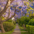 Jacaranda